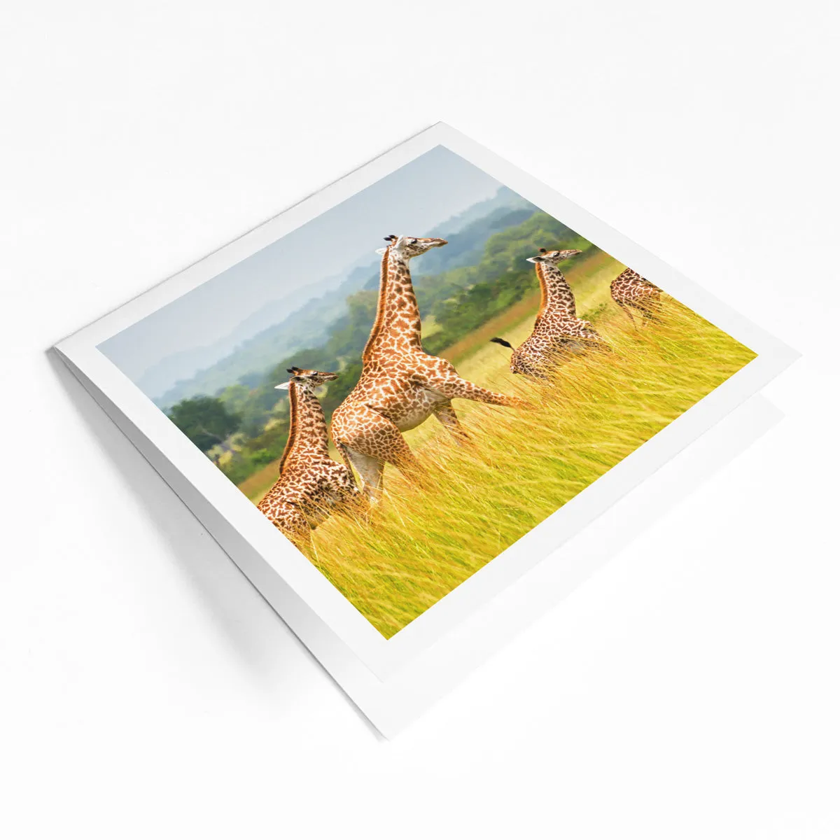 International species greeting card bundle (4 pack)