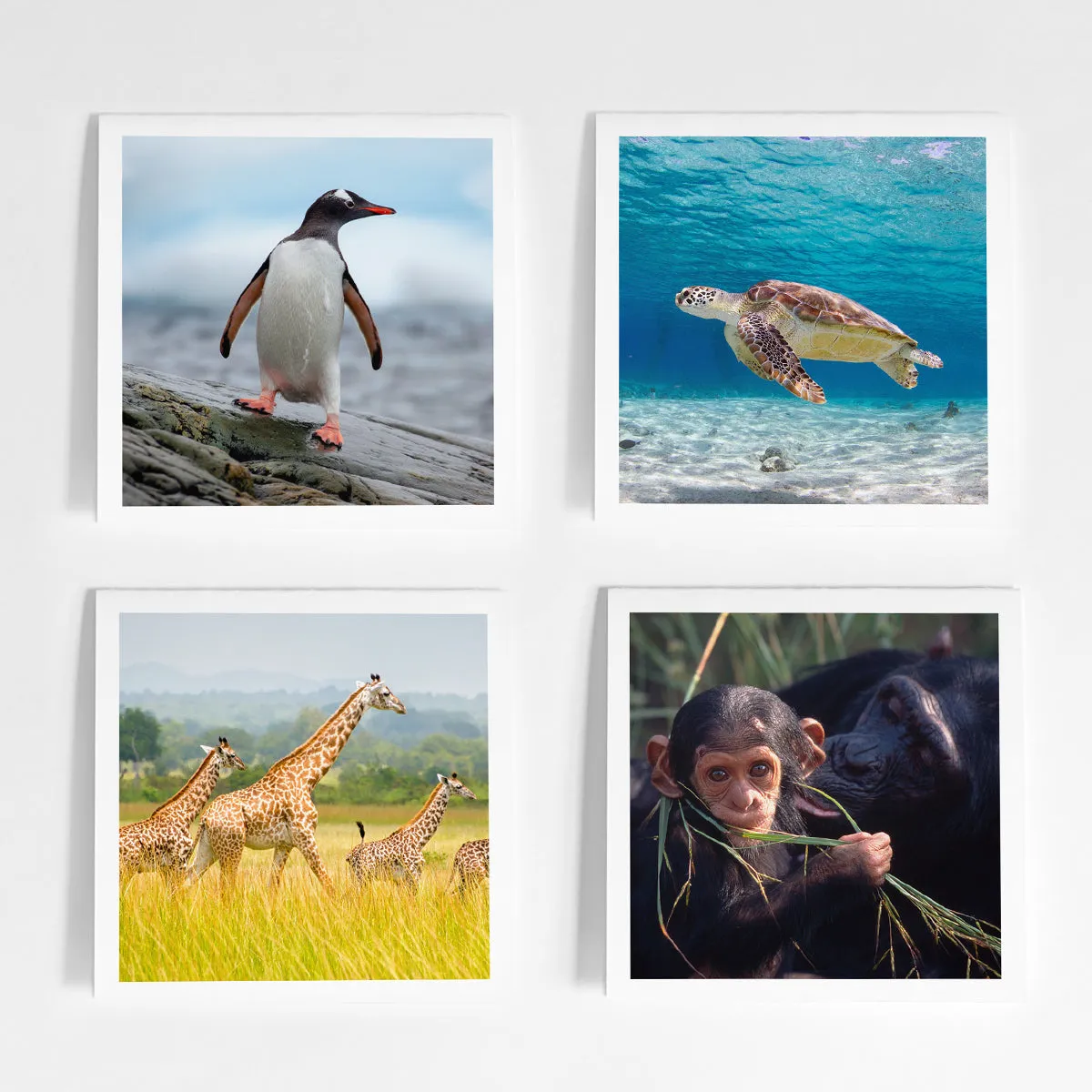 International species greeting card bundle (4 pack)