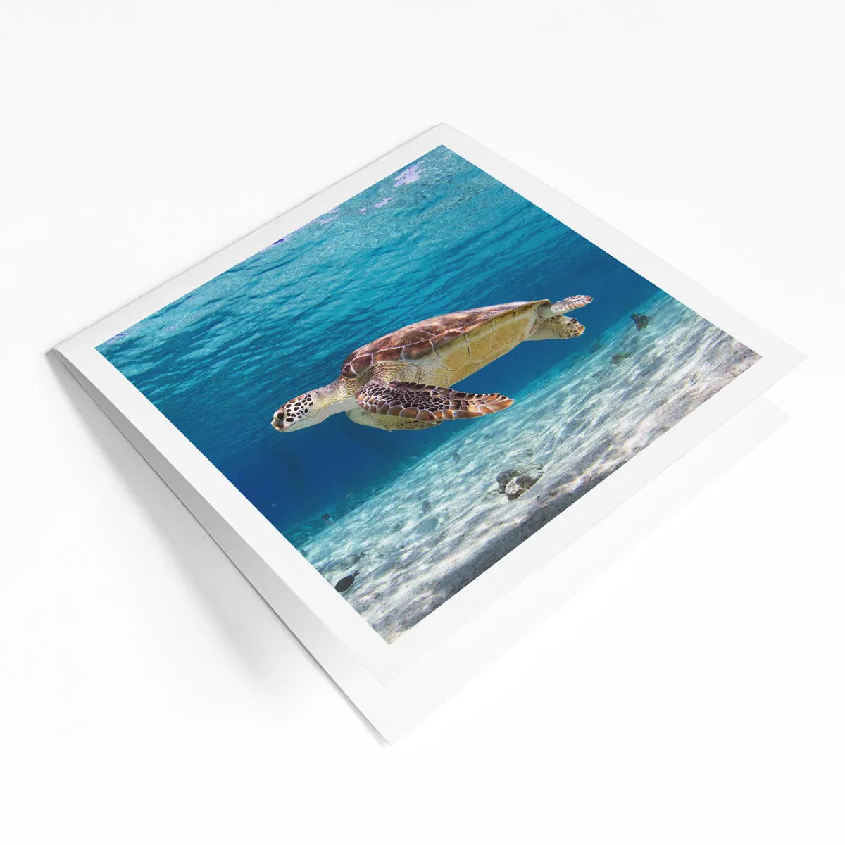 International species greeting card bundle (4 pack)