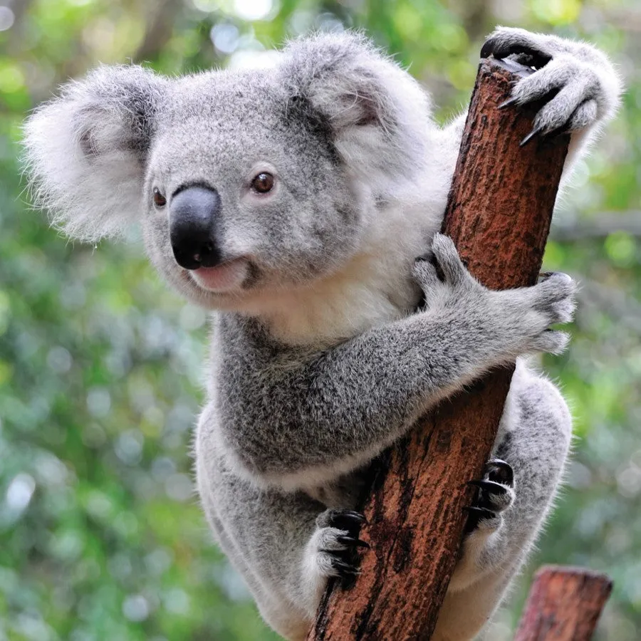 Koala